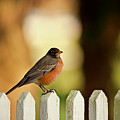 American Robin