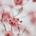 Champagne Flowers