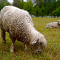 Sheep Begin a New Day