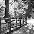 An Afternoon in Williamsburg