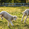 Springing Lambs